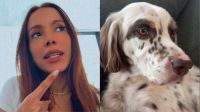 Anitta conta que cachorro mordeu porco-espinho: "Não tem um segundo de paz"