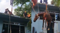 'Caramelo de Peruíbe': Cavalo é resgatado de telhado durante enchente; veja vídeo