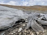 Derretimento de gelo revela floresta milenar "enterrada" em montanhas