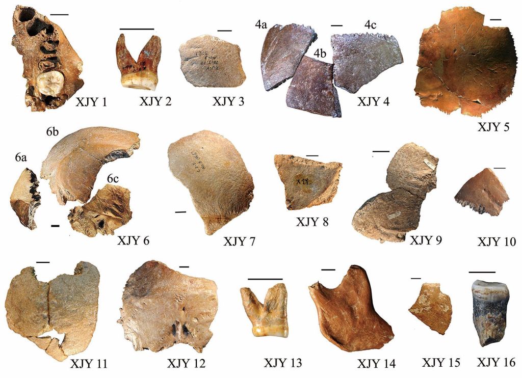 Os 16 fragmentos de ossos fossilizados encontrados em Xujiayao, no norte da China