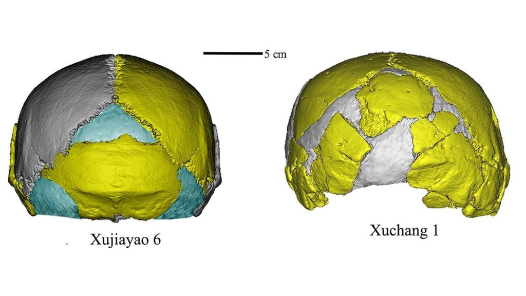 Crânios reconstruídos digitalmente a partir de restos fossilizados encontrados em Xujiayao e Xuchang. O formato grande, baixo e largo é distinto dos crânios de outras espécies de hominídeos conhecidas