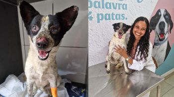 Cachorrinho conhecido por “branquelo” saiu da clínica e está em tratamento ocular após as chamas atingirem sua córnea