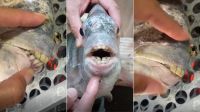 "Sorriso molhado": peixe com "dente humano" viraliza após ser pescado no ES; entenda o caso