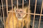 Macaco-prego que viveu 31 anos acorrentado pelo pescoço é resgatado no PR