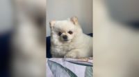 Cadela é espancada em banho no pet shop e morre com traumatismo craniano