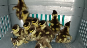 Três patos adultos e dez filhotes foram encontrados durante inspeção de rotina na Linha 9-Esmeralda 