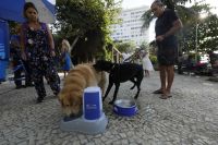 Com forte onda de calor, água para pets é disponibilizada nas ruas do Rio