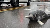 Filhote de foca é encontrado nas ruas de Connecticut, nos EUA