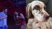 Cachorro de Anitta ganha coleira com rastreador de presente