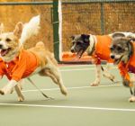 Rio Open 2025 terá “cãodulas” em quadra em ação de incentivo à adoção