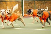 Rio Open 2025 terá "cãodulas" em quadra em ação de incentivo à adoção