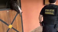 PF apreende cavalos de R$ 3 milhões em haras de chefão do PCC em SP