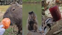 Cena inusitada: Animais tomam picolé no zoológico devido ao calor no RS