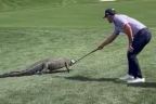 Golfe: jacaré invade campo em etapa do PGA Tour; veja