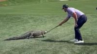 Golfe: jacaré invade campo em etapa do PGA Tour; veja