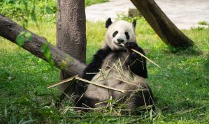 Por que pandas comem bambu mesmo tendo “intestinos carnívoros”? Entenda