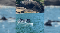 Vídeo: golfinhos e arraias são flagrados no Guarujá, em SP