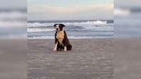 Pitbull que esperava por dono em praia é resgatada em Santa Catarina