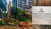 Chuva derrubou terceira árvore mais antiga da cidade de SP