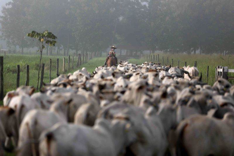 Alta do preço do boi gordo, do bezerro e o crescimento nas exportações de carne contribuíram para o aumento das criações no Brasil
