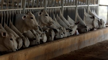Ministério da Agricultura e Pecuária reduziu para 2 dias o tempo máximo para que as cargas de produtos de origem animal destinadas à exportação sejam vistoriadas
