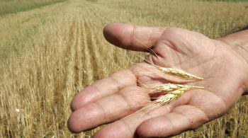 Produção de milho deste ano também pode cair para 26,1 milhões de toneladas, enquanto a produção de cevada pode recuar para 6,6 milhões de toneladas