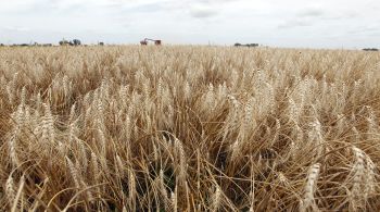 Além do tempo seco prolongado, os altos custos dos fertilizantes e incerteza política estão levando agricultores a dedicarem mais terras à soja
