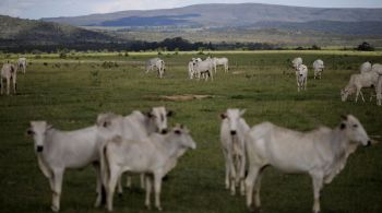 No setor de bovinos, o instituto de estatísticas registrou abates de 7,32 milhões de cabeças, alta de 2,7% frente ao segundo trimestre de 2021