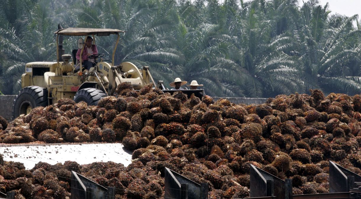 Produção de óleo de palma na Malásia, o segundo maior produtor mundial, deve cair, ou na melhor das hipóteses permanecer inalterada