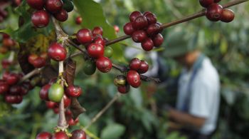 Ligeiro aumento na comparação com a previsão de agosto se deve a uma previsão mais alta para o café do tipo canéfora (conilon/robusta), segundo os dados do IBGE