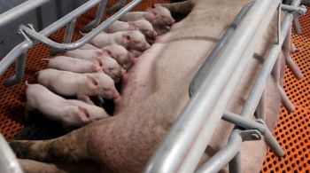 Preços dos suínos vivos atingiram US$3,87 por quilo em algumas regiões na semana passada, níveis não vistos desde março de 2021