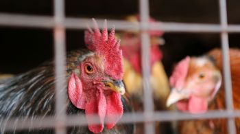 País asiático suspendeu importações de aves e ovos de Santa Catarina após detecção de um caso de gripe aviária em ave de criação, ou seja, fora da linha comercial
