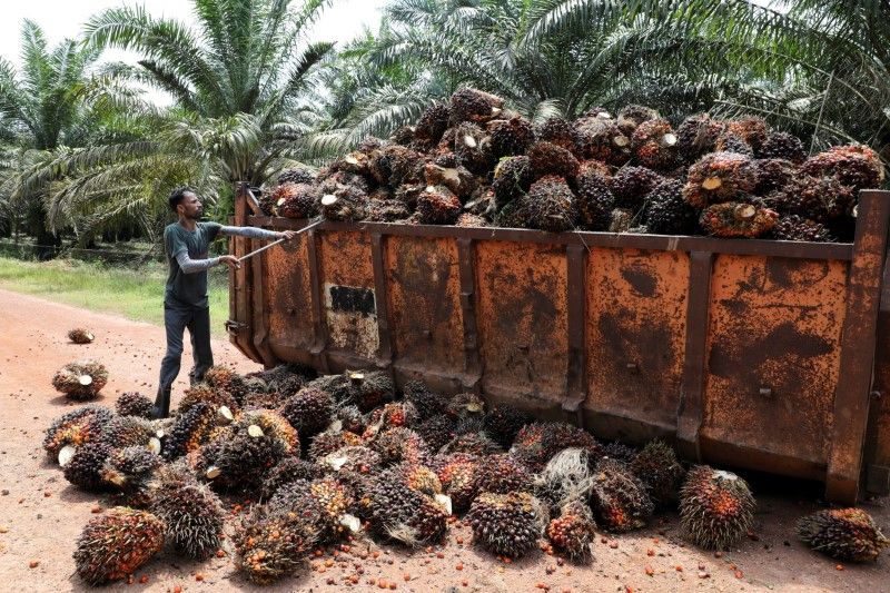 Trabalhador lida com frutos da palma na Malásia: maior produtor de óleo de palma do mundo expandiu a proibição de exportação de matérias-primas para óleo de cozinha