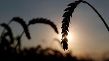 Ucrânia foi o quarto maior exportador mundial de milho na temporada 2020/21 e o sexto maior exportador de trigo, segundo dados do Conselho Internacional de Grãos