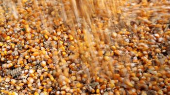 Demanda externa pelo cereal foi ampliada pela redução das vendas do produto pela Ucrânia e pela abertura do mercado chinês