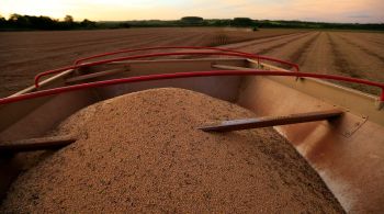 Futuros do milho acompanharam queda da soja, enquanto trigo caiu depois de atingir máxima em 10 meses