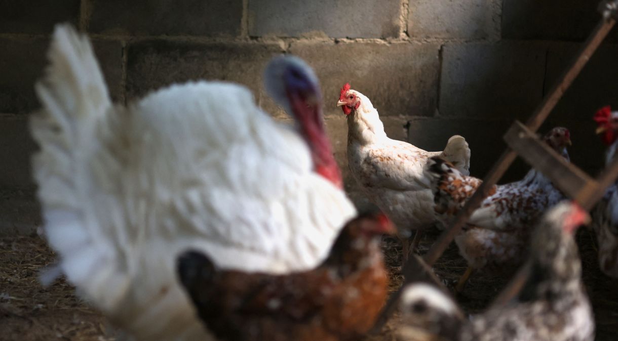 Japão havia suspendido importação de aves do Espírito Santo e Santa Catarina após casos de gripe aviária