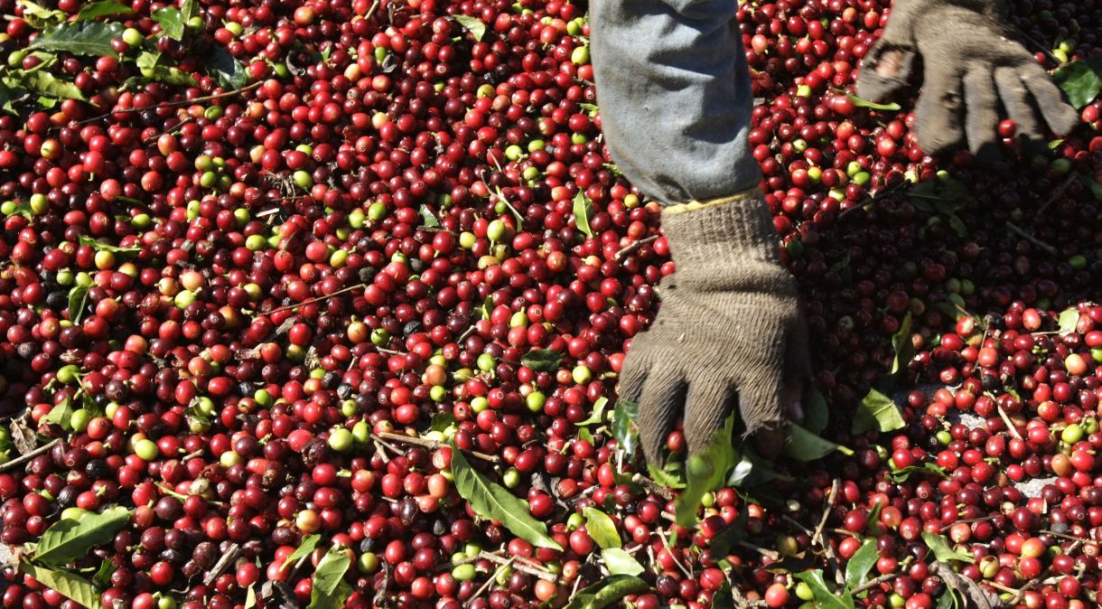Trabalhador seleciona grãos de café arábica em Minas Gerais