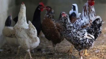 Segundo ABPA, dez unidades processadoras de carnes de aves e de suínos estão paralisadas ou com dificuldades de operar após chuvas