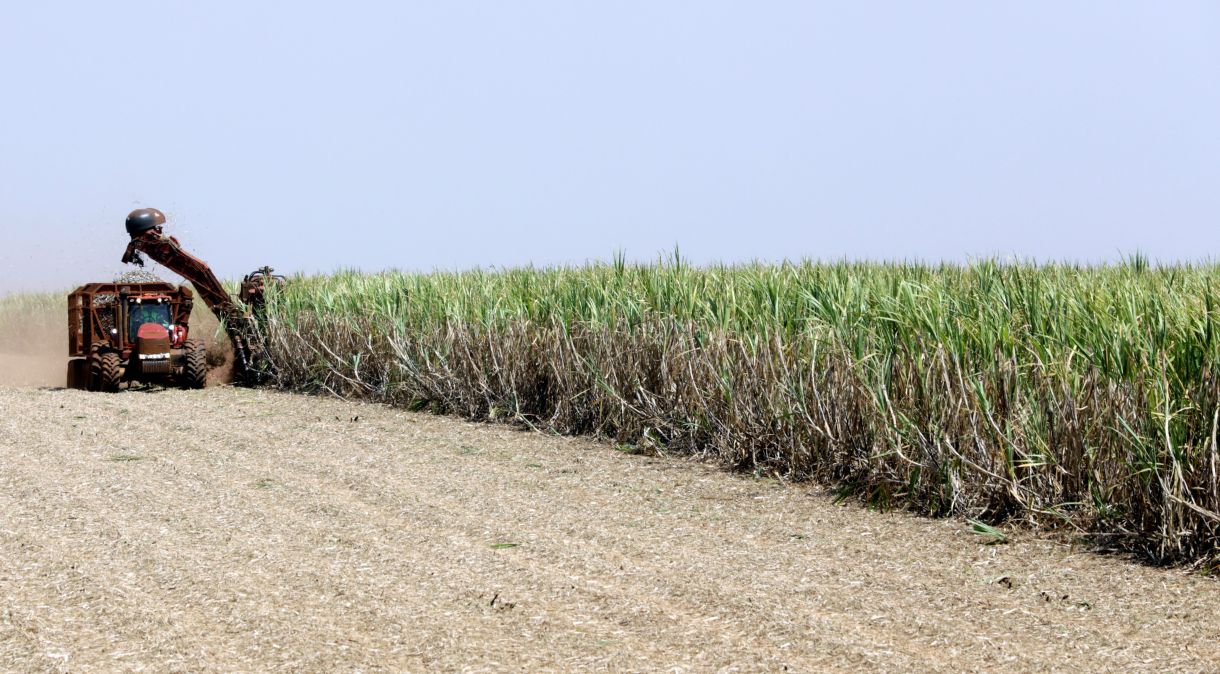 Plantação de cana-de-açúcar, matéria-prima do etanol. Biocombustível pode ser usado na produção de hidrogênio verde