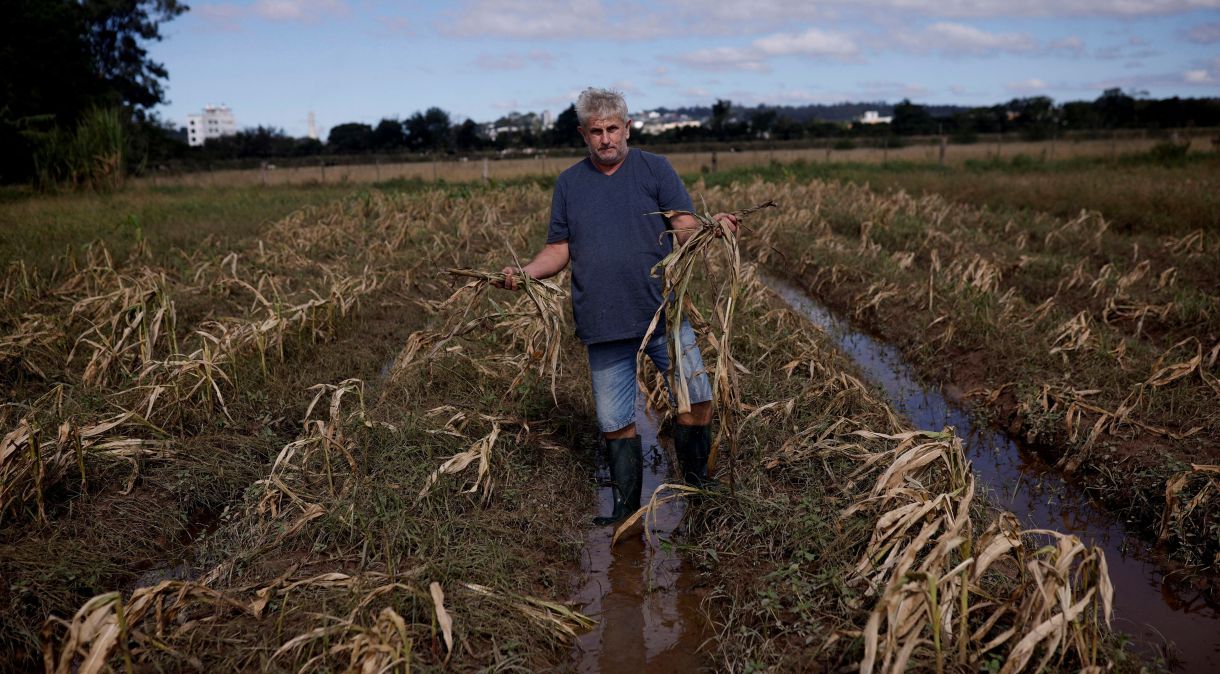 Ademilson Tardetti (55) mostra sua plantação de milho destruída por enchentes em Guaíba, Rio Grande do Sul