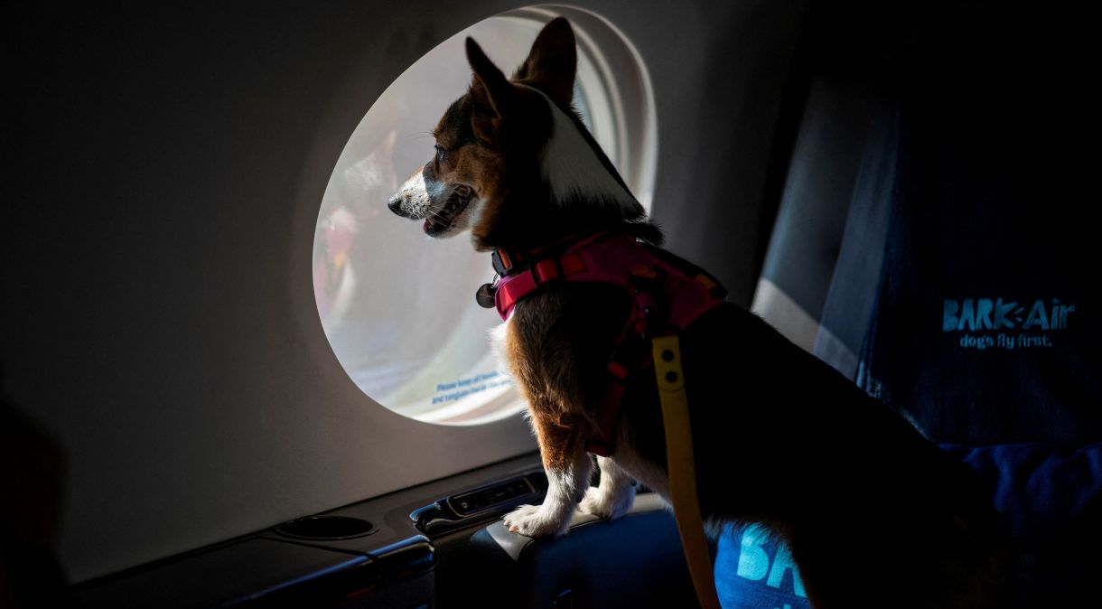 Pet dentro de avião da BARK Air, uma companhia aérea para cães, em aeroporto de Nova York, EUA