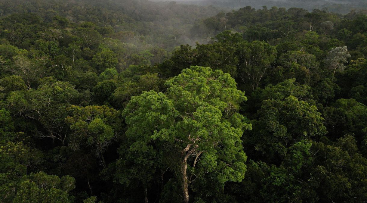 Vista aérea mostra floresta amazônica, em Manaus