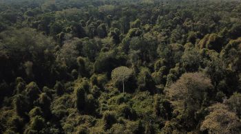 Arqueólogos detectaram a existência de estruturas de engenharia avançada que comprovam que a floresta não é intocada