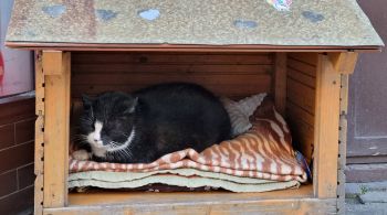 Animal às vezes é encontrado em um cobertor em uma pequena caixa de madeira aberta, feita por seu dono, onde mora há mais de dez anos na rua Kaszubska