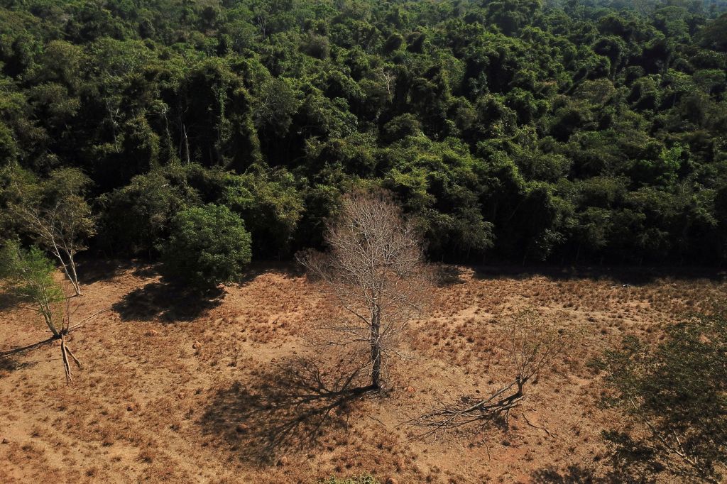 Os alertas de desmatamento na Floresta Amazônica, ao longo dos cinco primeiros meses de 2023, caíram 31% se comparados ao mesmo período de 2022