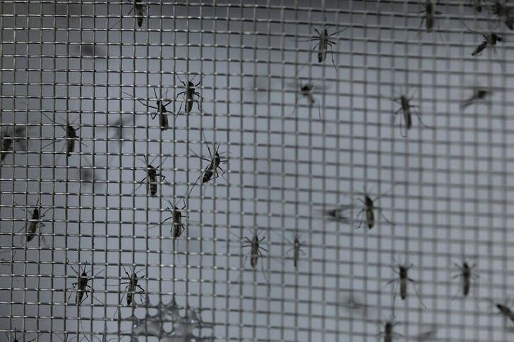 Mosquitos Aedes aegypti modificados geneticamente, parte do projeto "Aedes do Bem", cujo objetivo é reduzir o número de mosquitos transmissores da dengue, em Campinas (SP)