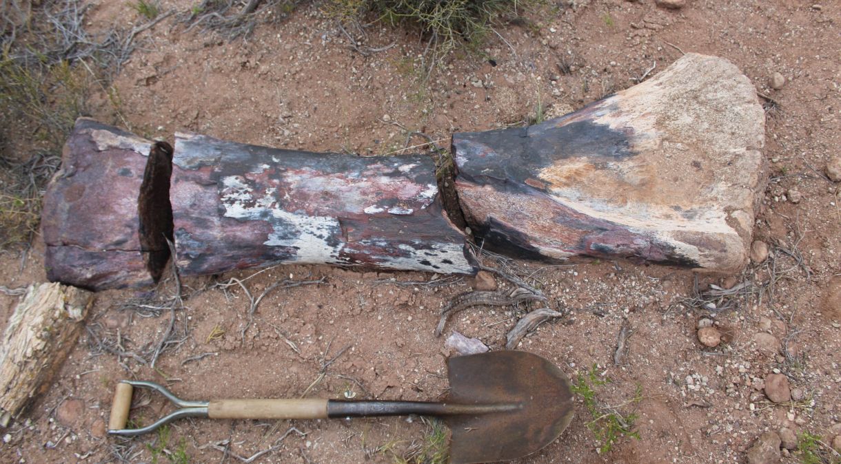 Osso pertencente a um "Chucarosaurus Diripienda", descoberto por paleontólogos argentinos, em Rio Negro, Argentina
