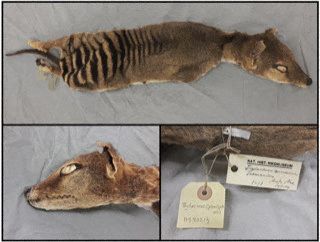 Restos dissecados do tigre da Tasmânia, de uma coleção do Museu Sueco da História Natural, aparecem em folheto