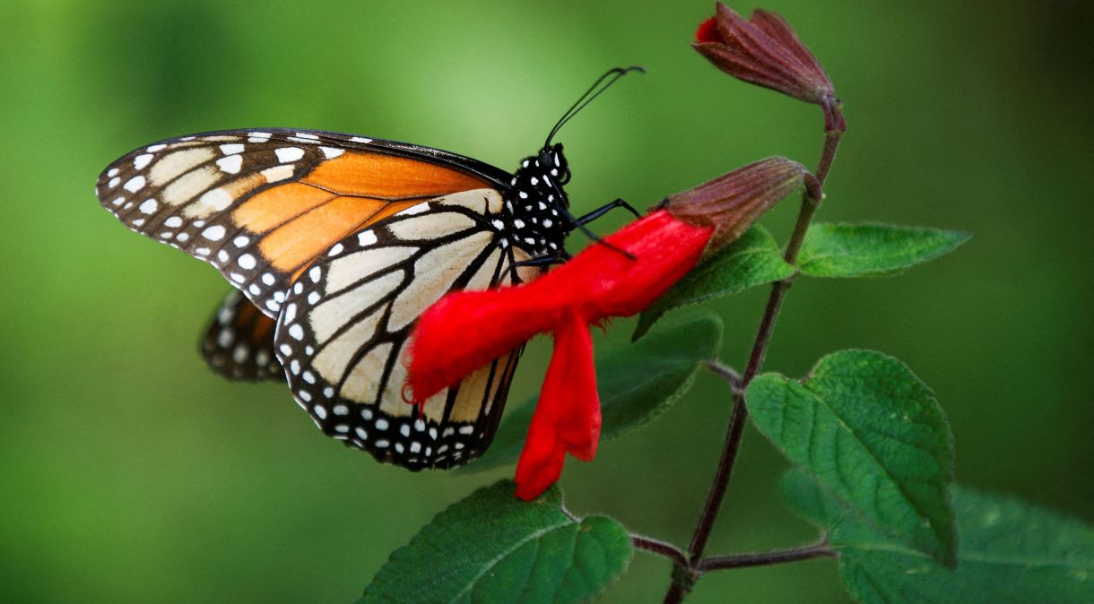 Borboleta-monarca repousa sobre flor no santuário de borboletas Sierra Chincua em Angangeo, Estado de Michoacán, México
